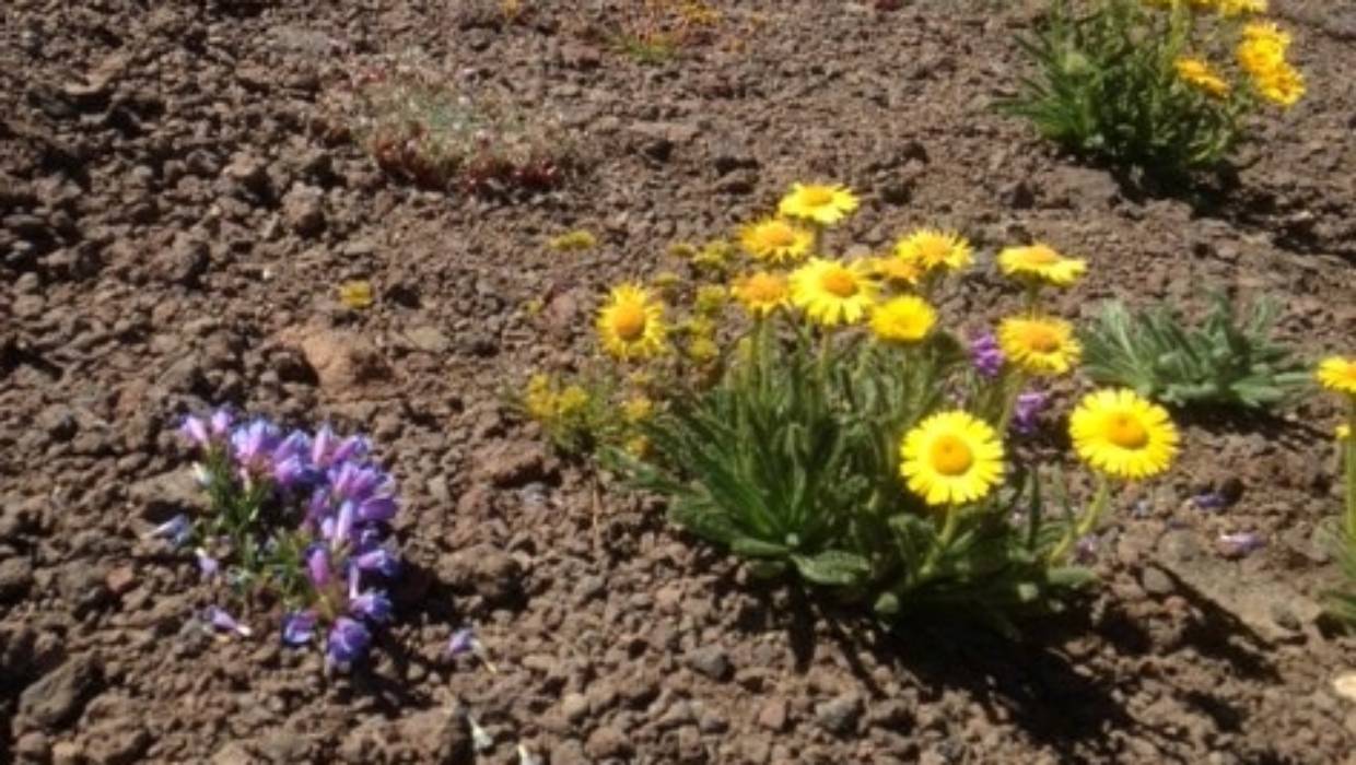 Sparkling wildflowers are a highlight of Sonora Pass.